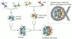 U genomima sisara pronašli su stotine prethodno nepoznatih gena