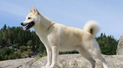 U kojoj se zemlji pas bio predsjednik i istina je