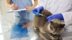 Cat vakcinacija