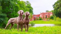 Weimaraner (foto): najbolji prijatelj prave lovca