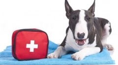 Komplet za veterinarsku pomoć