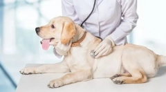 Veterinarska inspekcija