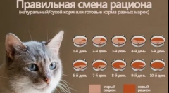 Veterinarska (ljekovita) cat feed
