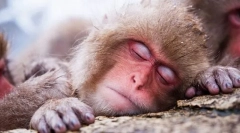 Hoće li životinje vidjeti snove?