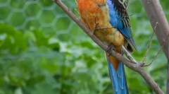 Vrste domaćih papagaja od srednje veličine