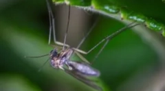 Vrste komaraca i staništa