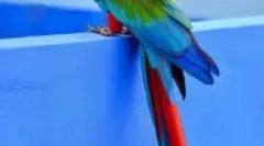 Vrste velikih papagaja za dom