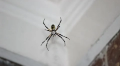 Vrste pauka prodorne kuće ili stana