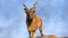 Rolling goat (marchkur)