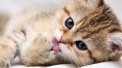 Whiskas za mačiće: detaljan pregled dovodne linije za najmanje