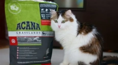 Vitamini i minerali za mačku