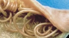 Unutarnji paraziti (endoparaziti)