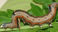 Zlonamjerni insekti