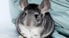 Sve o trudnoći chinchillas, kako su rođenje