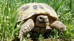 Sve o kopnu kornjaču