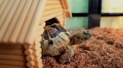 Sve o teraruju za zemlju kornjaču