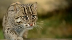 Sve tajne willičarskih mačke-ribara