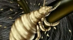 Uši i njihov period inkubacije