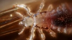 Uši poput nosilaca bolesti