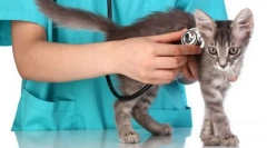 Mačji veterinarski izbor