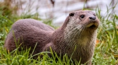 River otter (fotografije): lijepa plivač cunich porodica