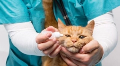 Mačja bolest za oči