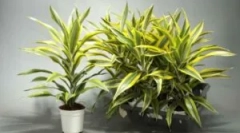 Bolesti i štetočine na povlačenju