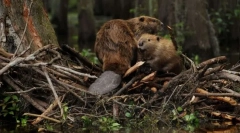 Zašto bobras grade brane?