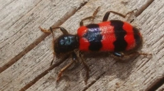 Zašto ličića buba majki leti na pčelama?