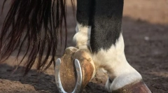 Zašto konji potkove i kako su priloženi?