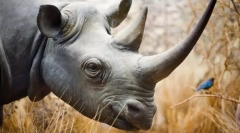 Zašto rhinocero rogue?