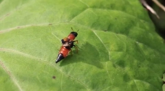 Zašto zhukam-stafilines dugačak svijetli trbuh?