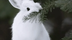 Hare-bijeli
