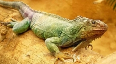 Green iguana