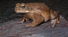 Toad da