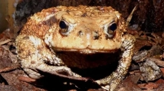 Toad kavkaški