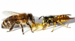 Stoling osa i bee: razlike u ugrizu