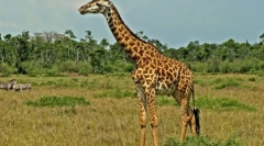 Žiraffe