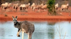 Životinje australije