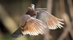 Životinje planete u fotografijama (17 kom)