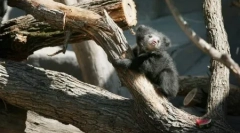 Životinje planete u fotografijama (24 kom)