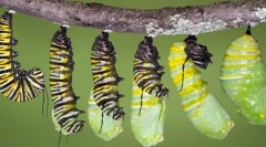 Insekti za životnu ciklus