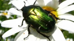 Beetle bronzani zlatni