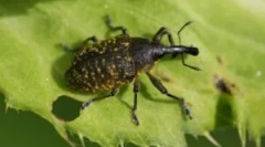 Zhuk weevil: opis, vrste i stil života