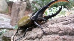 Beetle hercules
