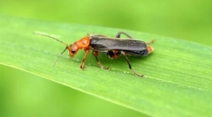 Izvor pjene beetle