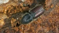 Coroed beetle: opis, vrste i stil života