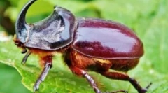 Beetle rhino: opis i stil života