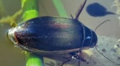 Beetle flooney: opis i stil života