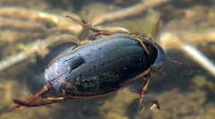 Beetle platnets